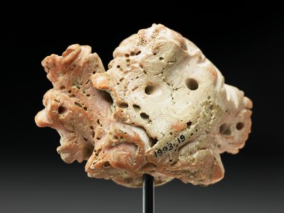 Hodet av Medusa, fra Bactria eller Gandhara, 2.-1. århundre f.Kr. (rosa korall) av Unbekannt