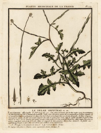 Hekksennep, Sisymbrium officinale. av Unbekannter Künstler
