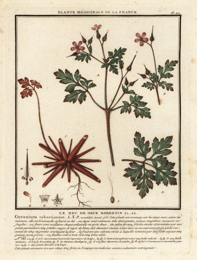 Urt-Robert, Geranium robertianum. av Unbekannter Künstler