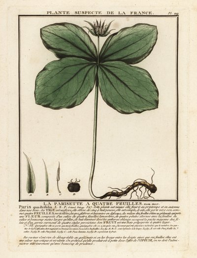 Urt-paris, Paris quadrifolia. av Unbekannter Künstler