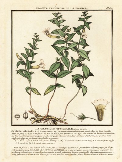 Nådens urt, Gratiola officinalis. av Unbekannter Künstler