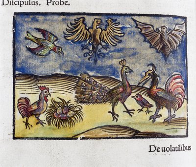 Naturhistorie, zoologi fra 1500-tallet: fugler og flaggermus av Unbekannt