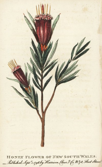 Honningblomst fra New South Wales, Australia. Håndkolorert kobberstikk fra «The Naturalist#39;s Pocket Magazine», Harrison, London. av Unbekannter Künstler