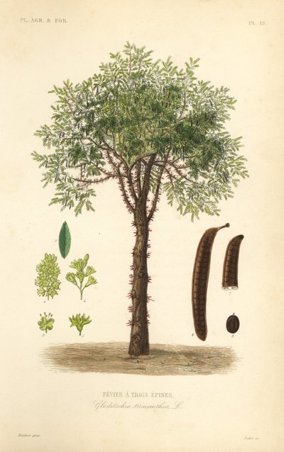 Honninggresshoppe eller tornegresshoppe, Gleditsia triacanthos, Gleditschia triacanthos, Fevier a trois epines av Unbekannt