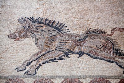 Jaktscene: Et villsvin - Pafos-mosaikker, Dionysos-huset - Slutten av det 2. århundre e.Kr. - Kypros - Jaktscene: Villsvin i bevegelse - Mosaikker fra Paphos, Dionysos-huset - Slutten av det 2. århundre e.Kr. - UNESCO-sted, Kypros av William M. Timlin