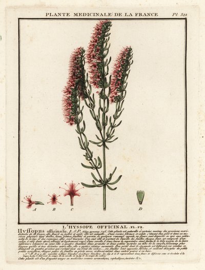 Isop, Hyssopus officinalis. av Unbekannter Künstler