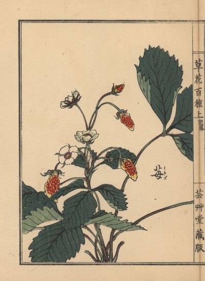 Ichigo eller jordbær, Fragaria-ananas. Håndkolorert tresnitt av Kono Bairei fra Hundre varianter av blomster, Tokyo, Yamada av Unbekannter Künstler