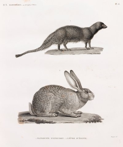 Ichneumon Mongoose & Hare fra Egypt av Unbekannt