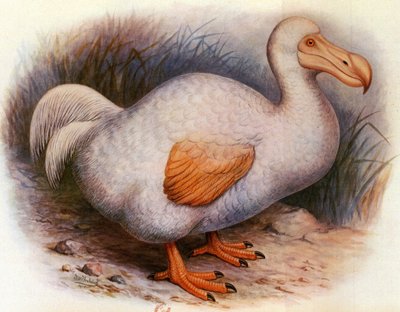 Illustrasjon/Didus solitarius/White Dodo of the Reunion/Solitaire av Unbekannt