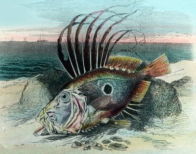 Illustrasjon av en John dory fisk (Zeus faber) av Unbekannter Künstler