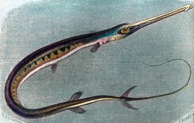 Illustrasjon av en sverdfisk (Xiphias gladius) av Unbekannter Künstler