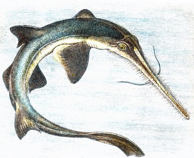 Illustrasjon av en sverdfisk (Xiphias gladius) av Unbekannter Künstler