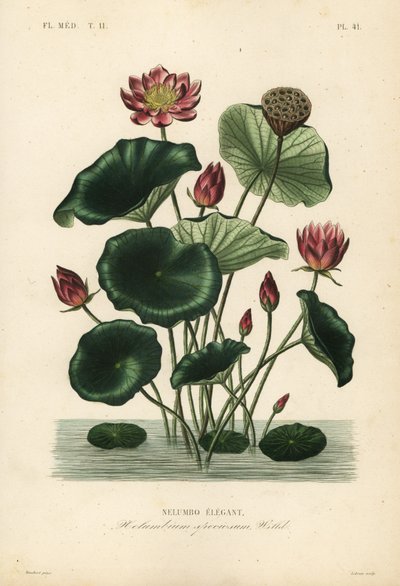 Indisk lotus, Nelumbo nucifera, Nelumbium speciosum, Nelumbo elegantus av Unbekannt