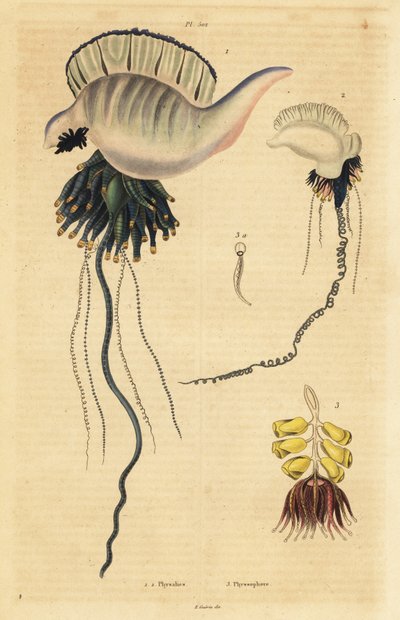 Indo-Stillehavet portugisisk krigsmann, Physalia utriculus 1, Azorene krigsmann, Physalia physalis 2 og Siphonophora zoophyte, Physsophora disticha av Unbekannt