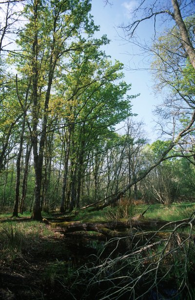 Italia, Latium-regionen, Circeo nasjonalpark, dam ved biosfærereservat av William M. Timlin