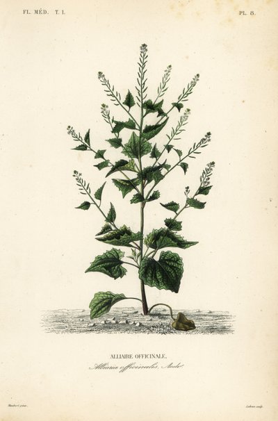 Jack-by-the-hedge eller hvitløkssennep, Alliaria petiolata, Alliaria officinalis, Alliaire officinale av Unbekannt