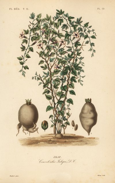 Jalap vinranke, Ipomoea jalapa, Convolvulus jalapa, Jalap av Unbekannt