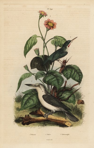 Jamaicansk tody, Todus todus, Mariana-kongefugl, Todiramphus-ørn og solsikke, Tithonia tagetiflora av Unbekannt
