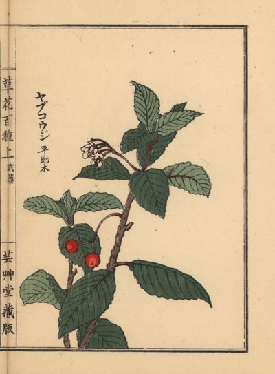 Japansk ardisia eller Chirimen-marmorbær, Ardisia japonica. Håndkolorert tresnitt av Kono Bairei fra Hundre blomstervarianter, Tokyo, Yamada av Unbekannter Künstler