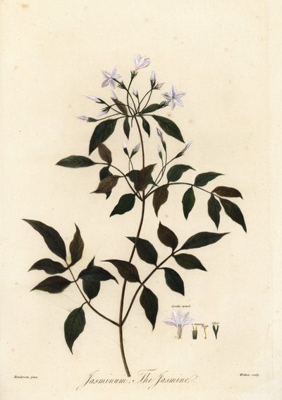 Jasmine, Jasminum officinale. 1805 (gravering) av Unbekannter Künstler