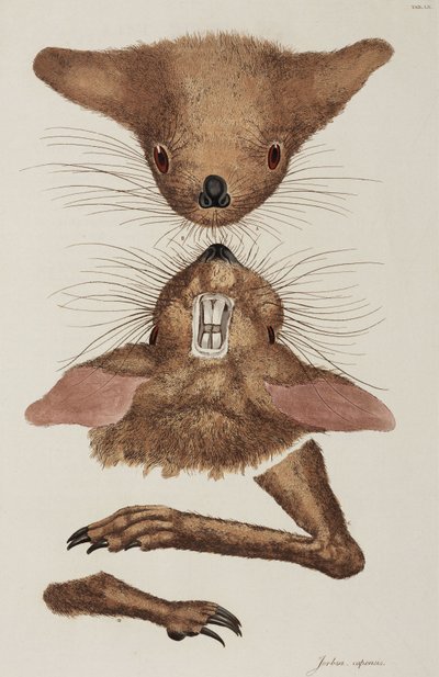 Jerboa av Unbekannter Künstler