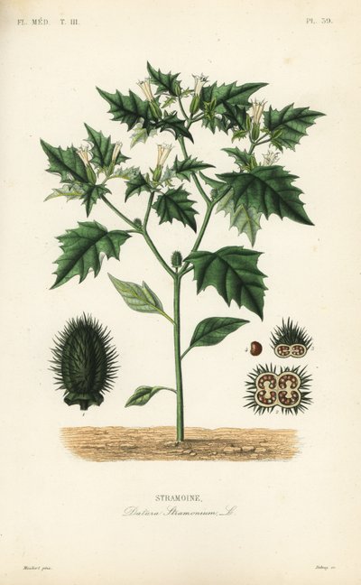 Jimsonweed eller djevelens snare, Datura stramonium, Stramoine av Unbekannt