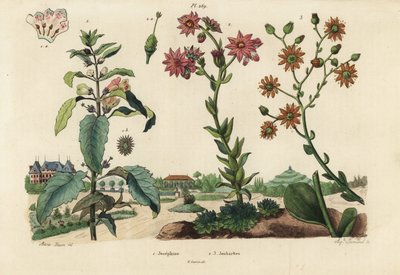 Josephine-plante, Josephinia-keiserinne 1 og steiner, Crassula-art 2,3 av Unbekannt