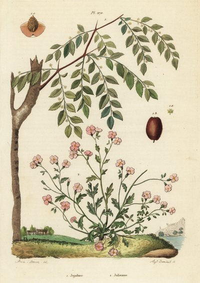 Jujube eller kinesisk daddel, Ziziphus jujuba 1, og Virginia lager, Malcolmia maritima 2 av Unbekannt