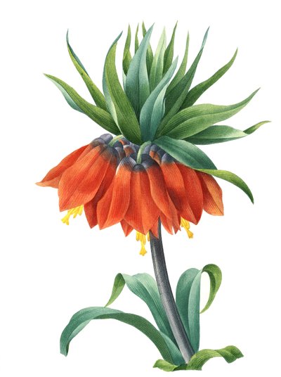 Kaiserkrone (Fritillaria imperialis) av Unbekannter Künstler
