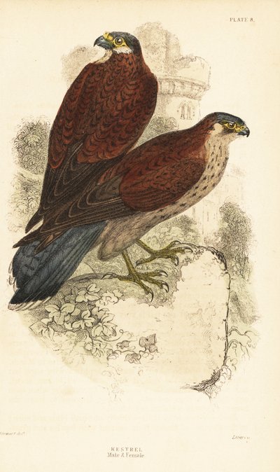 Kestrel, hann og hunn, Falco tinnunculus, foran en ruine1889 (gravering) av Unbekannter Künstler