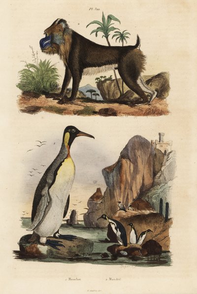 Kongepingvin, Aptenodytes patagonicus 1, og mandrill, Mandrillus sfinx, sårbar, 2 av Unbekannt