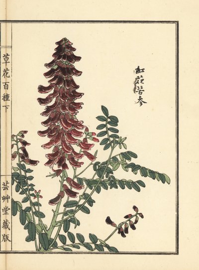 Kokos eller agurk, Sophora flavescens. Rot brukt i kinesisk medisin som ku shen. Håndfarget treblokktrykk av Kono Bairei fra One Hundred Varieties of Flowers, Tokyo, Yamada av Unbekannter Künstler