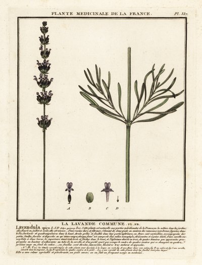 Lavendel, Lavandula angustifolia. av Unbekannter Künstler