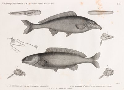 Oxyrhynchus Mormyra & Hasselquist Mormyra av Unbekannt