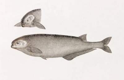 Behbeyts Mormyra av Unbekannt