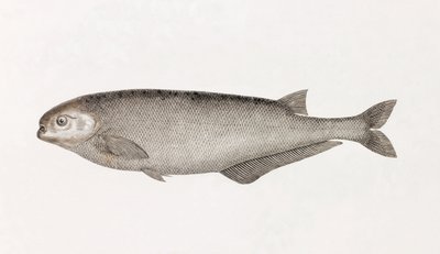 Behbeyts Mormyra av Unbekannt