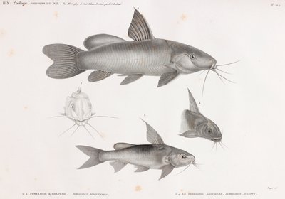 Le Pimelode Karafche og Le Pimelode Aboureal av Unbekannt