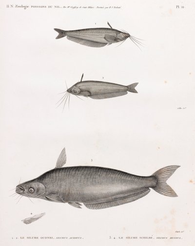 Oudney steinbit og Schilbe steinbit av Unbekannt