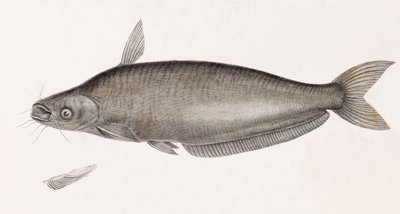 Schilbe steinbit av Unbekannt