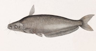 Schilbe steinbit av Unbekannt