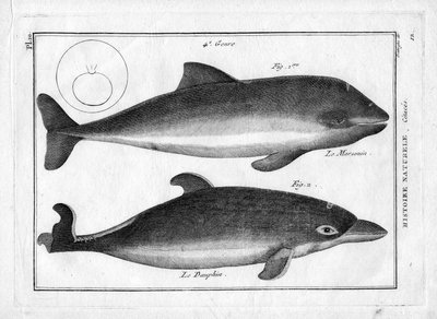 Nisen og delfinen i «Encyklopedisk og metodisk maleri av naturens tre riker» av Pierre Joseph Bonnaterre (1762–1804). Paris 1784. av Unbekannter Künstler