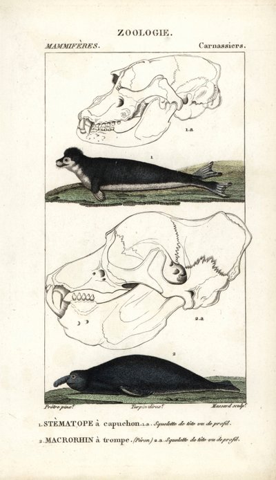 Stematopen med hette og den trunkede makrorhinusen eller sjøelefanten - Etsning av Jean Gabriel Pretre (1780-1845), gravert av Carnonkel, for naturvitenskapelig ordbok: pattedyr av Frederic Cuvier, redigert av Pierre Jean Francois Turpin (1775-1840) av Unbekannter Künstler