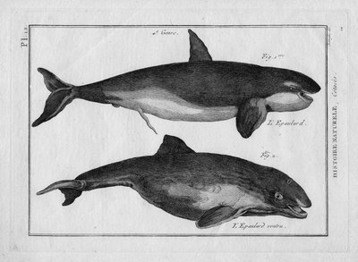 Spekkhoggeren og spekkhoggeren med buk (orca) i «Encyklopedisk og metodisk tabell over naturens tre kongedømmer» av Pierre Joseph Bonnaterre (1762–1804), Paris 1784. av Unbekannter Künstler