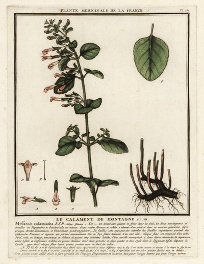 Mindre calamint, Clinopodium nepeta. av Unbekannter Künstler