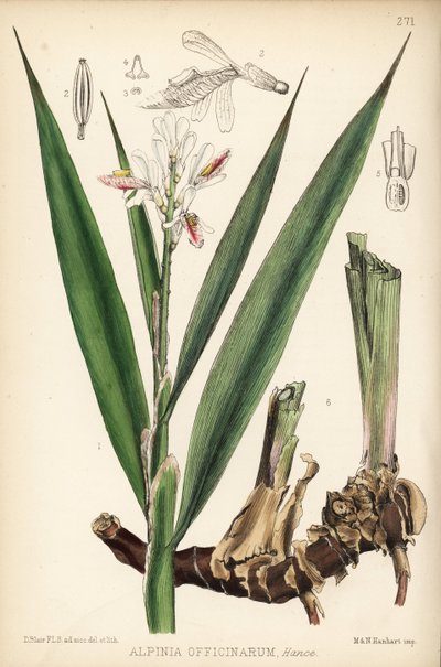 Mindre galangal, Alpinia officinarum. Håndkolorert litografi av Hanhart etter en botanisk illustrasjon av David Blair fra Robert Bentley og Henry Trimens Medicinal Plants, London. av Unbekannter Künstler