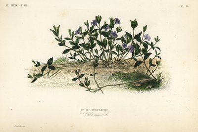 Mindre periwinkle, Vinca minor, Petite pervenche av Unbekannt