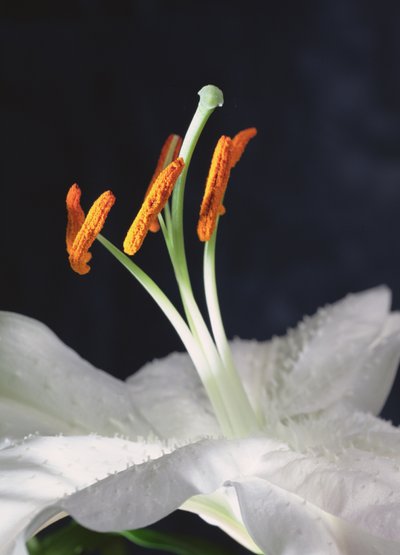 Lily Stamens, 2001 (bilde) av Unbekannter Künstler