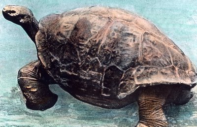 Bor i havet av Unbekannter Künstler
