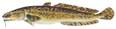 Lotte - Burbot (Lota lota) av Unbekannter Künstler