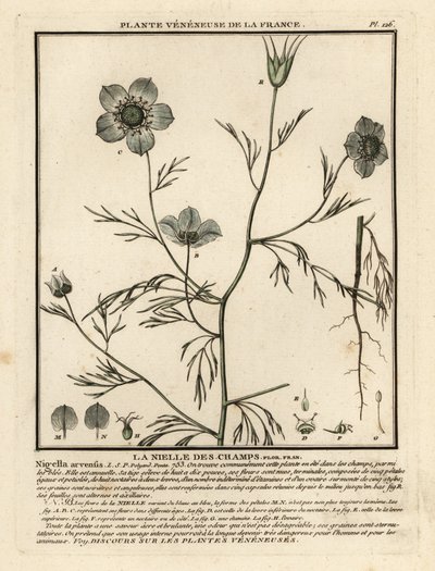 Kjærlighet-i-tåke. Nigella arvensis. av Unbekannter Künstler